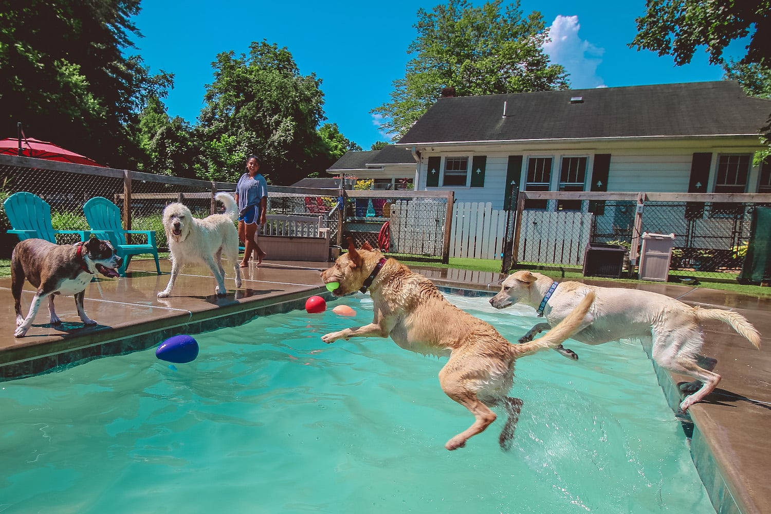 Dog playing in the pool at Noah's Playground
